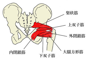 外旋六筋